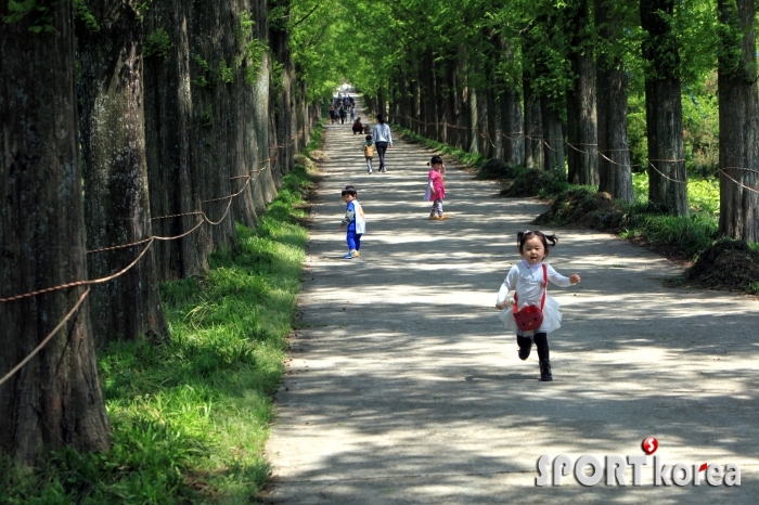 전남 산림자원 연구소인 나주 메타쉐콰이어 길에서 신나게 뛰노는 어린이.jpg