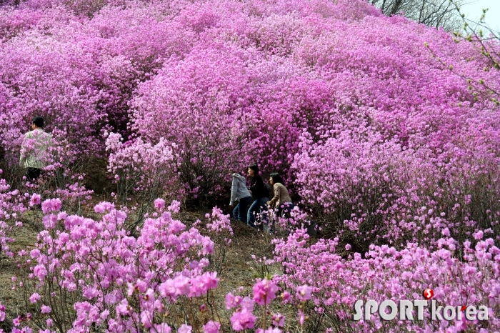 진달래꽃밭 산책.jpg