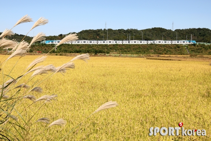 [사진] 일반열차 가을풍경.jpg