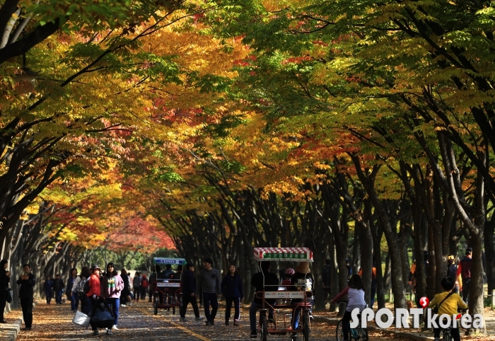 2018년 10월 20일 '인천대공원' 장미원 앞 단풍터널 6.jpg